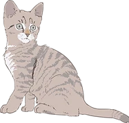 kitten-1531754_1920_edited.png